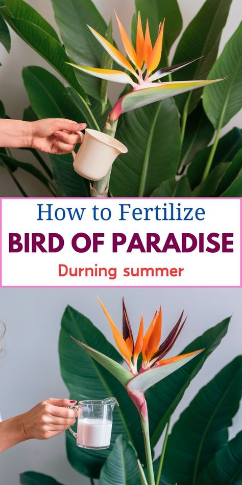 " gardening tips, plant care, fertilizing plants, houseplants, 
tropical plants, Bird of Paradise care, indoor gardening, plant 
maintenance, plant health, gardening advice, plant fertilization." Giant Leaves, Bird Of Paradise Plant, Paradise Plant, Bird Of Paradise, Birds Of Paradise, Do You Need, Paradise, Birds