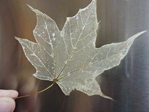 How To Frame Leaves, How To Make A Leaf Skeleton, Diy Leaf Crafts, Leaf Skeleton Diy, How To Make Skeleton Leaves, How To Dry Leaves, Leaf Skeleton Art, Preserving Leaves, Preserve Leaves