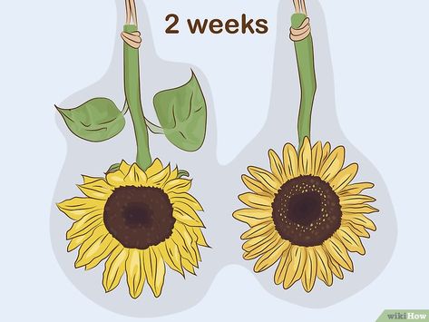 Dry Sunflowers, Dried Flowers Crafts, Dried Sunflowers, Sunny Flowers, Dried Flowers Diy, Growing Sunflowers, Diy Shadow Box, Burst Of Color, Bouquet Preservation