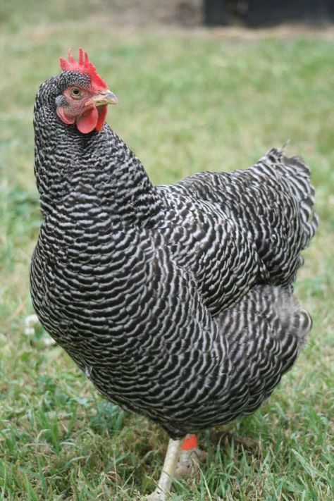 Backyard Chicken Run, White Chicken Breeds, Chicken Backyard, Easter Egger Chicken, Plymouth Rock Chicken, Black And White Chickens, Rooster Images, Poultry Breeds, Barred Rock