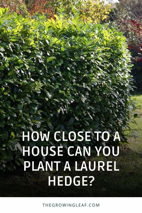 🌳 How Close Can You Plant a Laurel Hedge to Your House? Find out the recommended distance and why it's essential to keep your laurel hedge at a safe distance from your property. 🏡 Learn how laurel roots and branches can cause damage to structures, and how their blooms can attract insects. 🚧 Discover tips for growing a laurel hedge in small gardens without compromising safety. #GardeningTips #LaurelHedge #HomeGarden Bay Leaf Hedge, Laurel Privacy Hedge, Skip Cherry Laurel Hedge, Laurel Plant Evergreen Shrubs, Cherry Laurel Landscaping, Front Hedge Ideas, Laurel Hedge Front Garden, Bay Laurel Hedge, Laurel Hedge Ideas