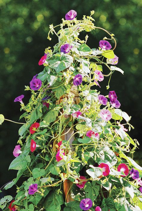 A sturdy support system can turn climbing vines and flowers into stunning vertical accents. Trellises, arbors, obelisks, poles, and more add structure to your garden and a pretty perch for climbers. Give your plants a new place to grow up and over with these clever vine support ideas. #gardening #gardendecor #gardenart #backyardideas #trellis #vinesupport #bhg Garden Design Plans Drawing, House Garden Design, Rustic Trellis, Simple Trellis, Outdoor Garden Bar, Morning Glory Vine, Attached Pergola, Bar Aesthetic, Blue Morning Glory