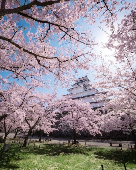 Japan 🌊 on Twitter: "Japanese Spring… " Japanese Spring, Cherry Blossoms Illustration, Japan Picture, Japanese Photography, Japanese Temple, Travel Club, Us Travel Destinations, Japanese Landscape, Fukushima