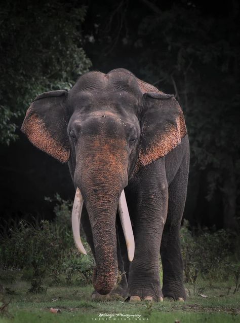 Twilight Tusker Elephant, Tv, Quick Saves