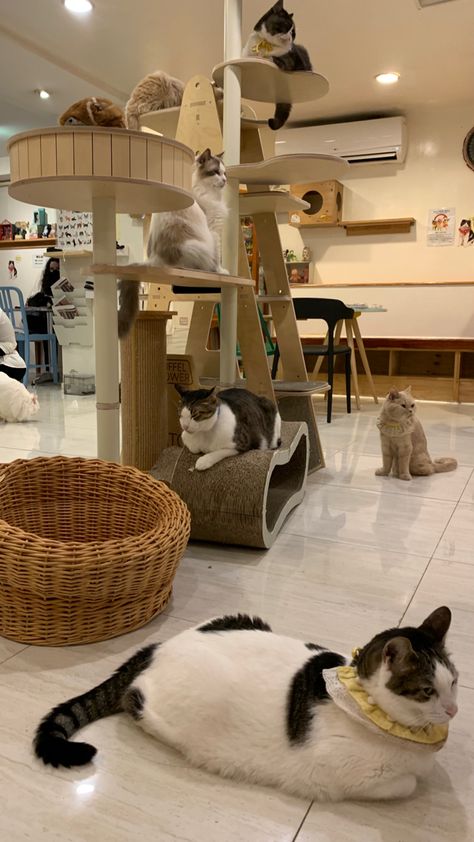 Cat Shelter Aesthetic, Pet Cafe Aesthetic, Cat Cafe Uniform, Cat Cafe Interior Design, Cat Cafe Ideas, Japanese Cat Cafe, Pet Shop Aesthetic, Cat Cafe Interior, Cat Cafe Japan