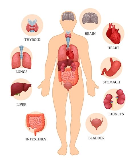 Visual scheme infographic of structure o... | Premium Vector #Freepik #vector #spleen #internal-organs #body-organs #human-organs Anatomy Notes, Anatomy Organs, Human Body Structure, Body Human, Human Body Organs, Human Organs, Human Organ, Internal Organs, Body Structure