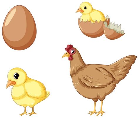 Chicken Life Cycle Activities, Life Cycle Of A Chicken, Chicken Cartoon, Vector Illustration People, Chicken Life Cycle, Chicken Vector, Animal Life Cycles, Chicken Illustration, Life Cycles Activities