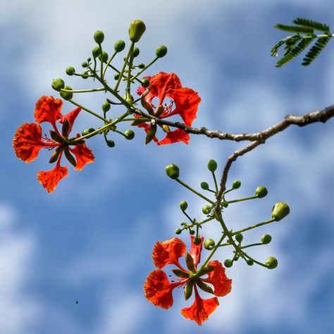 Royal Poinciana Bonsai | Flame Tree Care & Growing Guide Poinciana Flower, Royal Poinciana, Bonsai Tree Care, Flame Tree, Beautiful Flower Drawings, Back Hand Mehndi Designs, Tropical Tree, Tree Care, Bonsai Garden