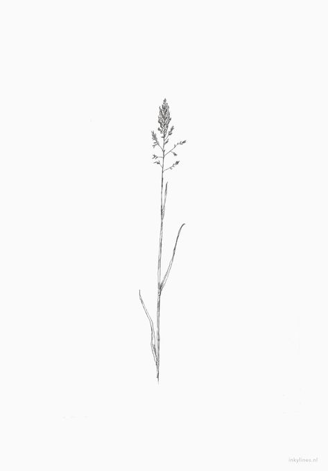 Flowers - Grass (2) #minimalist #tattoo #meaning #minimalisttattoomeaning Marsh Grass Tattoo, Timothy Grass Tattoo, Marsh Tattoo Ideas, Tall Grass Tattoo, Beach Grass Tattoo, Sea Grass Tattoo, Sweet Grass Tattoo, Wild Grass Tattoo, Sage Tattoo Flower