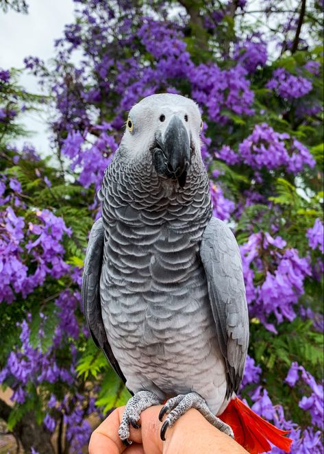 African Grey Parrot Funny, Pretty Parrots, Gray Parrot, Dream Pet, Grey Parrot, Wild Eyes, African Grey Parrot, Parakeets, African Grey