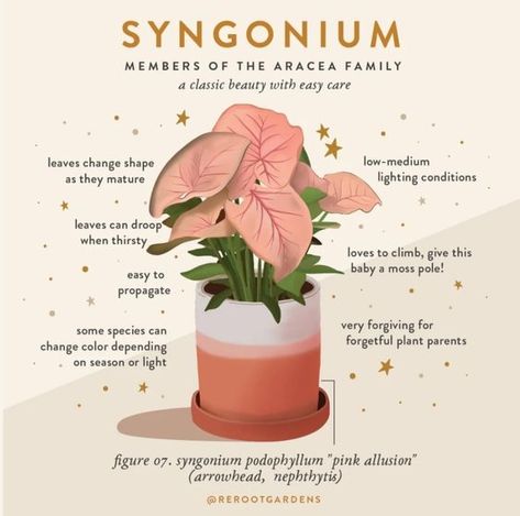 Syngonium: A Classic Beauty with Easy Care 🌿 Syngonium, also known as arrowhead plant or nephthytis, is a member of the Araceae family. It's an excellent choice for both novice and experienced plant parents due to its forgiving nature and easy care. Key Characteristics: • Leaves change shape as they mature • Can droop when thirsty • Easy to propagate • Some species can change color depending on season or light • Low-medium lighting conditions • Loves to climb; give this baby a moss pole! • V... Syngonium Plant, Pinterest Plant, Plant Notes, Indoor Oasis, All Things Green, Moss Pole, Arrowhead Plant, Plant Care Tips, Plant Care Houseplant