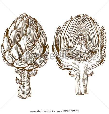 Engraving Illustration, Desenho Tattoo, Scientific Illustration, Green Vegetables, Botanical Drawings, Artichoke, Botanical Illustration, Linocut, Ink Drawing