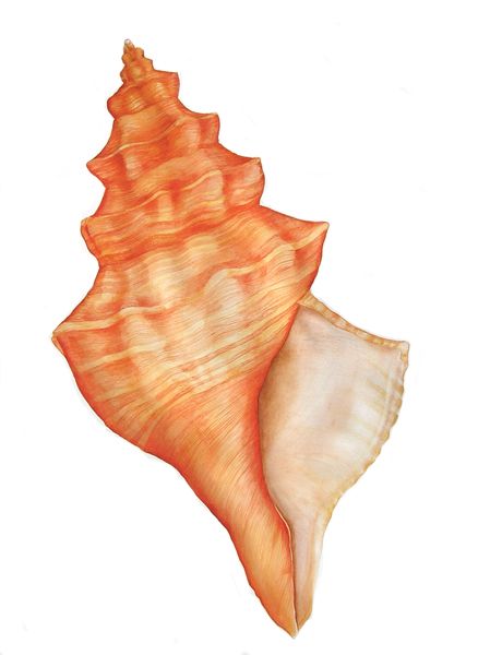 Shell Artwork, Shell Drawing, Shell Tattoos, Painted Shells, Shell Art, Ocean Art, Art Watercolor, Beach Art, Sea Shell