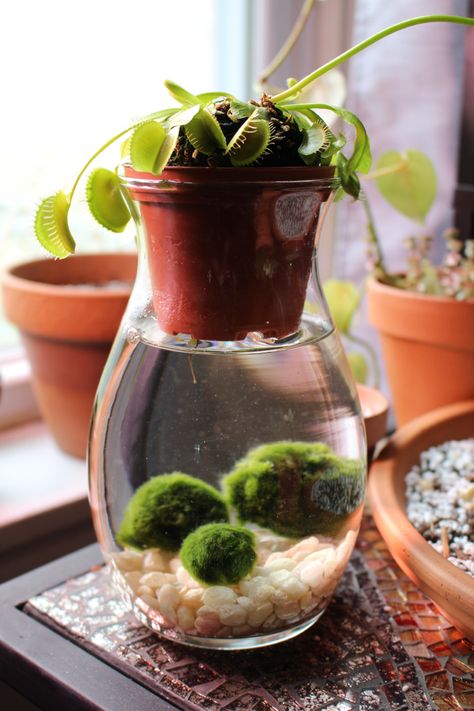 Marimo Moss, Marimo Moss Ball, Bog Garden, Indoor Water Garden, Venus Flytrap, Plant Care Houseplant, Plant Projects, Fly Trap, Growing Plants Indoors