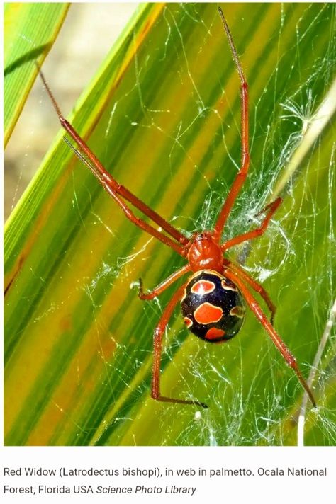 Red Widow Spider, Beautiful But Dangerous, Red Widow, Pretty Deadly, Tiger Species, Arachnids Spiders, Dangerous Creatures, Real Spiders, House Spider