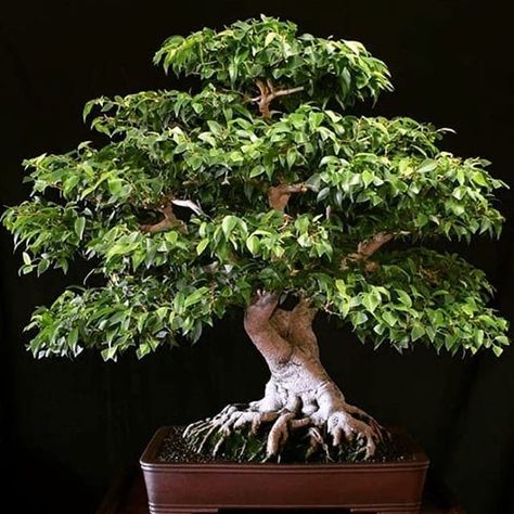 Nature, Benjamina Ficus, Ficus Bonsai, Bonsai Ficus, Weeping Fig, Bonsai Tree Types, Bonsai Tree Care, Ficus Benjamina, Indoor Bonsai Tree