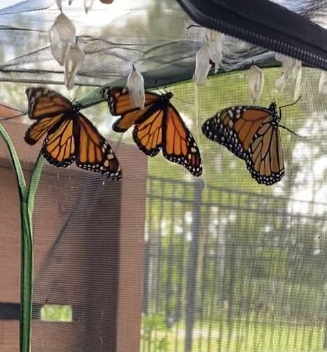 Raising Monarch Butterflies — Casa de Casey Backyard Butterfly Garden, Raising Monarch Butterflies, Butterfly Cage, Milkweed Plant, Monarch Caterpillar, Lady Beetle, Monarch Butterflies, Raised Planter, Cute Wild Animals