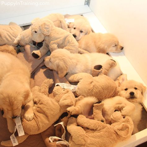 On November 9th, 2016 Raven gave birth to 6 beautiful Golden Retriever puppies. We've finally reached the finale! Week 8 with our litter of Golden pups! Ikea Golden Retriever, Golden Retriever Litter, Ikea Dog, Litter Of Puppies, Golden Retriever Puppies, Golden Retriever Mix, Golden Puppy, Retriever Puppies, November 9th