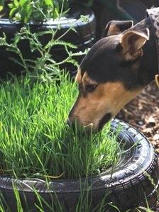 Sensory garden to de-stress dogs at Bath animal shelter - BBC News Backyard Dog Area, Dog Friendly Plants, Dog Friendly Garden, Dog Friendly Backyard, Cat Playground Outdoor, Dog Backyard, Dogs Home, Pet Diy, Dog Yard