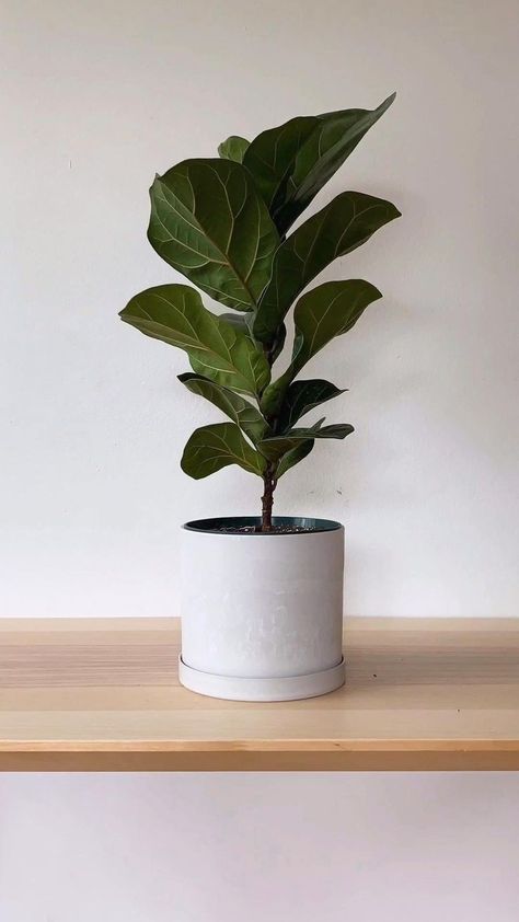 Aloe Vera Plant Indoor, Gray Planter, Ficus Lyrata, Stone Planters, Aloe Vera Plant, Plant Decor Indoor, Plant Photography, Composite Material, Foliage Plants