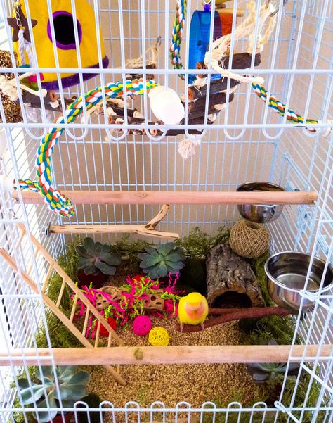 Lovebird Cage Ideas, Lovebirds Cage Ideas, Conure Cage, Diy Parrot Toys, Budgie Cage, Homemade Bird Toys, Cockatiel Cage, Parakeet Toys, Parakeet Cage