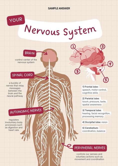 #healtheducation#health#nervousystem#partofnervousystem Emt Notes, Teas 7, Hesi A2, Basic Anatomy, Medical School Life, Nursing School Motivation, Basic Anatomy And Physiology, Nurse Study Notes, Nursing Student Tips