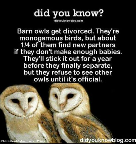 Owl Facts, Ignorant People, Barn Owls, Random Facts, Animal Facts, Barn Owl, The More You Know, Cool Pets, Funny Animal Pictures