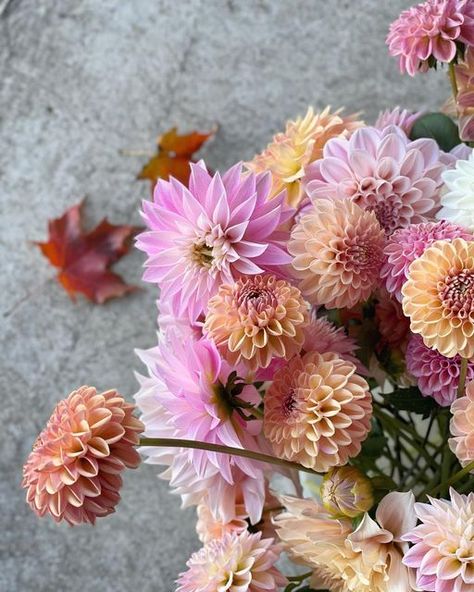 Dahlia Flower Garden, Dahlia Bouquet, Short Vase, Dahlias Garden, Growing Dahlias, Cut Flower Garden, Spring Bulbs, Vegetable Garden Design, Dahlia Flower