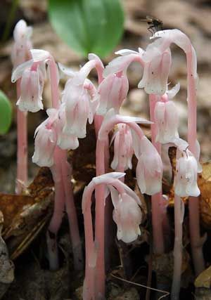 Ghost Pipe Tincture Recipe, Ghost Pipe Flower, Indian Pipe Plant, Corpse Plant, Creepy Plants, Monotropa Uniflora, Ghost Pipe, Bog Garden Carnivorous Plants, Ghost Flower