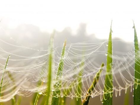 Green Spider, Free Sky, Codependency Relationships, Sky Photo, Blur Photo, Atmospheric Phenomenon, Tiny World, Close Up Photography, Natural Environment