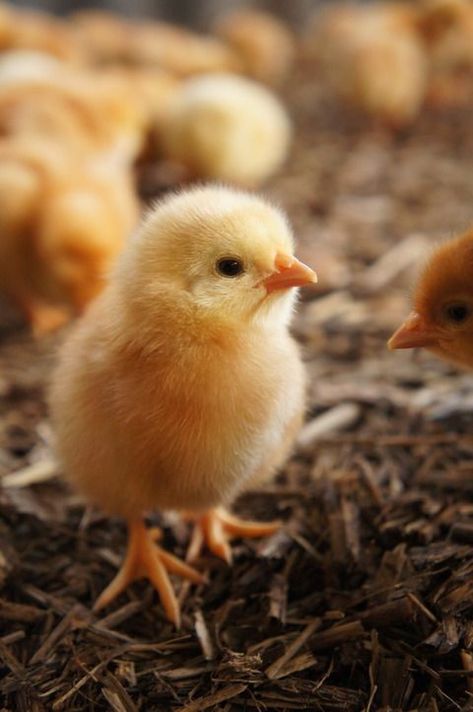 Pollo Animal, Chicken Animal, Baby Chicken, Fancy Chickens, Cute Ducklings, Beautiful Chickens, Baby Chickens, Cute Chickens, Baby Bird