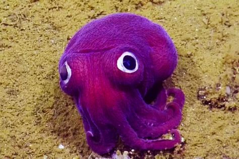 ✶19 August 2016 - A group of marine scientists spotted a rare, charming, and purple stubby squid in the So. California waters. It looks like a spongy toy, but his scientific name is Rossia Pacifica. The team at Exploration Vessel Nautilus could not believe their eyes. The purple stubby squid was spotted at 3,000 feet deep by a camera mounted on a remote-operated vehicle. It lives on the ocean floor and uses its googly eyes to spot small fishes and shrimps. Rossia Pacifica✶ Octopus, Purple