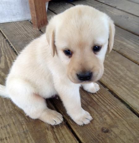 Labrador Retriever puppy - too cute Labrador Puppy Training, Labrador Noir, Yellow Lab Puppies, Chocolate Labrador Retriever, Labrador Retriever Puppies, Chocolate Labrador, Lab Puppies, Labrador Puppy, Chocolate Lab