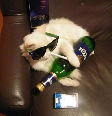 Drunk Cat, Cat Profile, Image Chat, Silly Cats Pictures, Wearing Sunglasses, Silly Animals, Humor Memes, Funny Cat Pictures, Cat Aesthetic