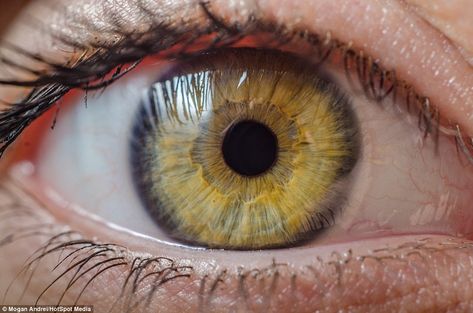 One of the more unusual patterns shows a yellow and cream-coloured iris filled with swirling lines Yellow Iris Eye, Rare Eye Colors, Multi Colored Eyes, Iris Eye, Rare Eyes, Yellow Iris, Eye Meaning, Beautiful Eyes Color, Eye Close Up