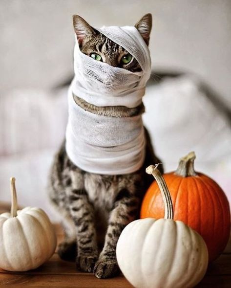 Gatto Carino, Cat Calendar, Cat Tattoos, Cat Halloween Costume, Pet Halloween Costumes, Great Cat, Cat Photography, Halloween Animals, Cat Costumes