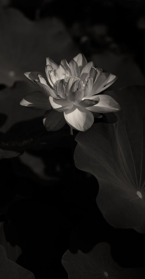 Black Wallpapers For Iphone, Lord Balaji Hd Wallpaper 4k, Black And White Wallpapers, Lotus Flower Wallpaper, White Wallpapers, Lotus Wallpaper, White Lotus Flower, Planets Wallpaper, Peace Illustration