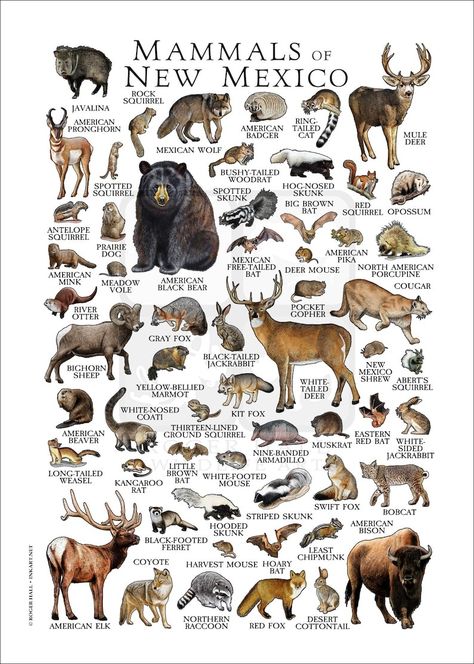 Animals Chart, Zoo Project, Science Images, North American Animals, Christmas History, Conservation Biology, American Animals, Big Animals, Animal Activities