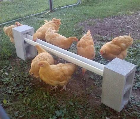 25 Lifehacks and Tips For Raising Backyard Chickens That Thrive - DIY & Crafts Chickens Homestead, Chicken Feeder Diy, Chicken Pen, Backyard Chicken Coop Plans, Diy Chicken Coop Plans, Chicken Feeders, Chicken Life, Backyard Chicken Farming, Chickens And Ducks