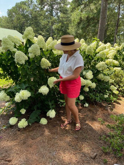 Propagating Limelight Hydrangea, When To Prune Limelight Hydrangeas, Limelight Hydrangea Front Of House, How To Prune Limelight Hydrangea, Limelight Prime Hydrangea Landscaping, Lime Light Hydrangea Landscaping, Pruning Limelight Hydrangeas, Limelight Hydrangea Hedge, Carmen Johnston Gardens