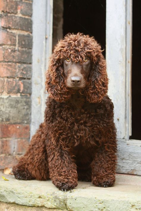 Irish Water Spaniel Dogs   https://www.pinterest.com/search/pins/?q=irish%20water%20spaniel&rs=typed&term_meta[]=irish%7Ctyped&term_meta[]=water%7Ctyped&term_meta[]=spaniel%7Ctyped Dog Breeds That Dont Shed, Water Spaniel, Hypoallergenic Dog Breed, Irish Water Spaniel, American Water Spaniel, Hypoallergenic Dogs, Spaniel Puppies, Water Dog, Spaniel Dog