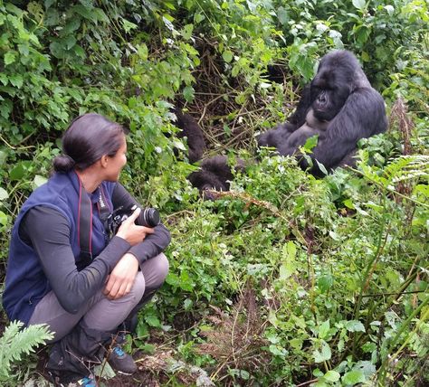 7 Trips To Ease You Into Adventure Travel Uganda Travel, Heli Skiing, Gorilla Trekking, Wildlife Biologist, Mountain Gorilla, Volcano National Park, Wildlife Safari, Safari Adventure, Safari Tour