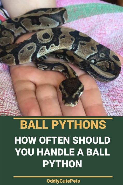 Ball Python Full Grown, Snake Care Ball Python, Ball Python Pet Care, Ball Python Hide Diy, Snake Enclosure Ideas Ball Python Diy, Ball Python Names, Snake Terrarium Ball Python, Hall Python Enclosure, Ball Python Habitat