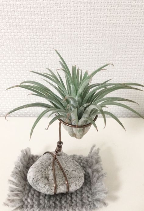 Air Plant Holder Air Plant Art, Air Plants Diy, Indoor Hanging Plants, Plant Display Ideas, Air Plants Decor, Hanging Plants Diy, Soya Mumu, Plants Diy, Air Plant Display