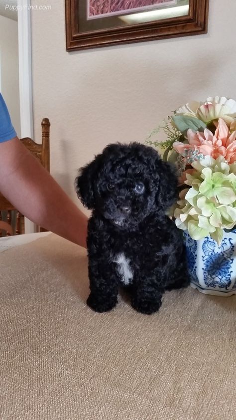 Poodle Puppy Black, Tiny Poodle, Poodle Black, Poodle Rescue, Cute Dog Beds, Dog Mommy, Toy Poodle Puppies, Poodle Puppies, Puppy For Sale