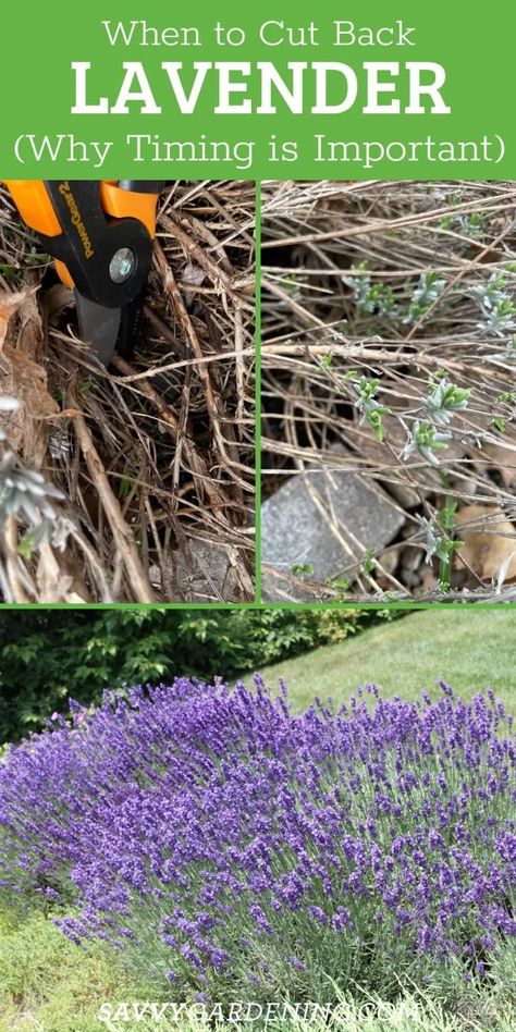 English Lavender Plant, Lavender Plant Care, Garden Redesign, Harvesting Lavender, How To Propagate Lavender, Drying Fresh Herbs, Lavender Hedge, Grow Lavender, Lavender Uses