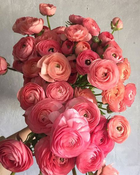 Raniculas Ranunculus, Ranculus Ranunculus Bouquet, Ranaculus Flowers Tattoo, Ranaculus Bouquet, Fuschia Ranunculus, Runuculous Flower, Ranaculus Flowers, Ranunculus Colors, Ranculus Flowers