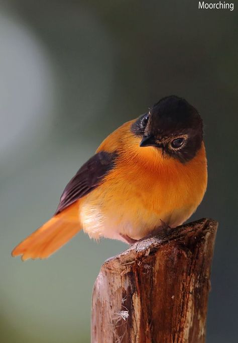 Black & Orange Flycatcher Kinds Of Birds, Nature Birds, All Birds, Bird Pictures, Exotic Birds, Pretty Birds, Bird Photo, Colorful Birds, Cute Birds