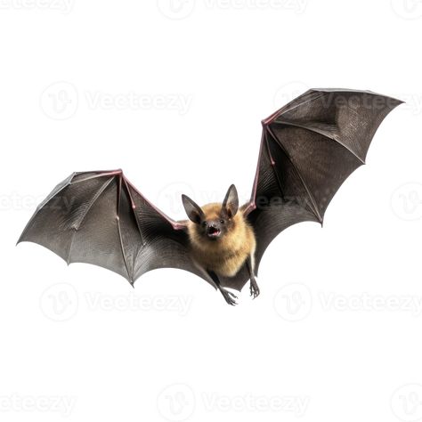 Flying bat isolated on transparent background Flying Bat Drawing, Bats Reference, Bat Photography, Bats Animal, Bat Reference, Bat In Flight, Bat Sketch, Bat Clip Art, Bat Illustration