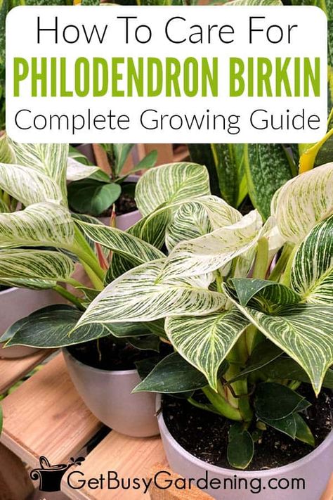 For home gardeners interested in adding the variegated leaves of Philodendron Birkin to their indoor collection, this detailed guide about how to grow them can make it easy. You’ll learn all about Philodendron Birkin care, from how to water, what light and humidity they need, and much more. Discover what it takes to encourage the Philodendron Birkin variegated leaves and what to do if they start to revert, droop, or curl, so you’ll be able to keep the unique houseplant healthy for many years. Birkin Plant Care, Birkin Plant, Philodendron Birkin, Philodendron Care, Philodendron Plant, Household Plants, Indoor Plant Care, House Plant Care, House Plants Indoor